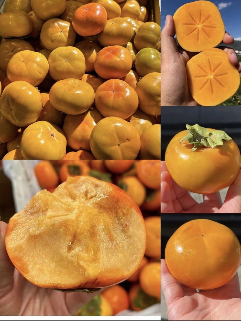 【次日达】精品糖心脆柿子4斤（大果）甜脆可口