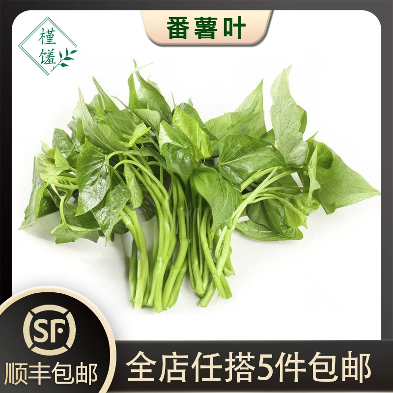 槿馐红薯叶500g 新鲜苕尖 专吃叶子蔬菜地瓜叶嫩尖农家食用番薯叶
