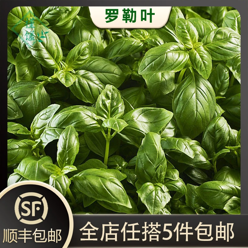 槿馐新鲜罗勒叶50-500g可食用披萨意大利面香料青酱调料5件包邮