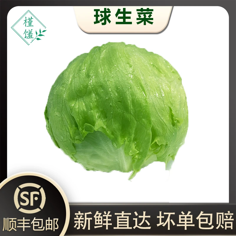 槿馐球生菜3-5斤装 新鲜蔬菜源头汉堡生菜球西生菜圆生菜凉拌爽口