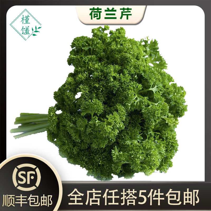 槿馐荷兰芹250g-500g新鲜香芹菜 番茜 洋芫荽番荽西餐摆盘装饰