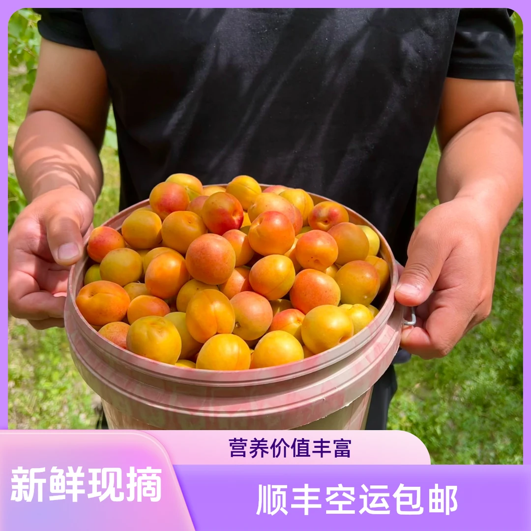 新疆阿克苏优质大果“吊干杏”顺丰空运包邮
