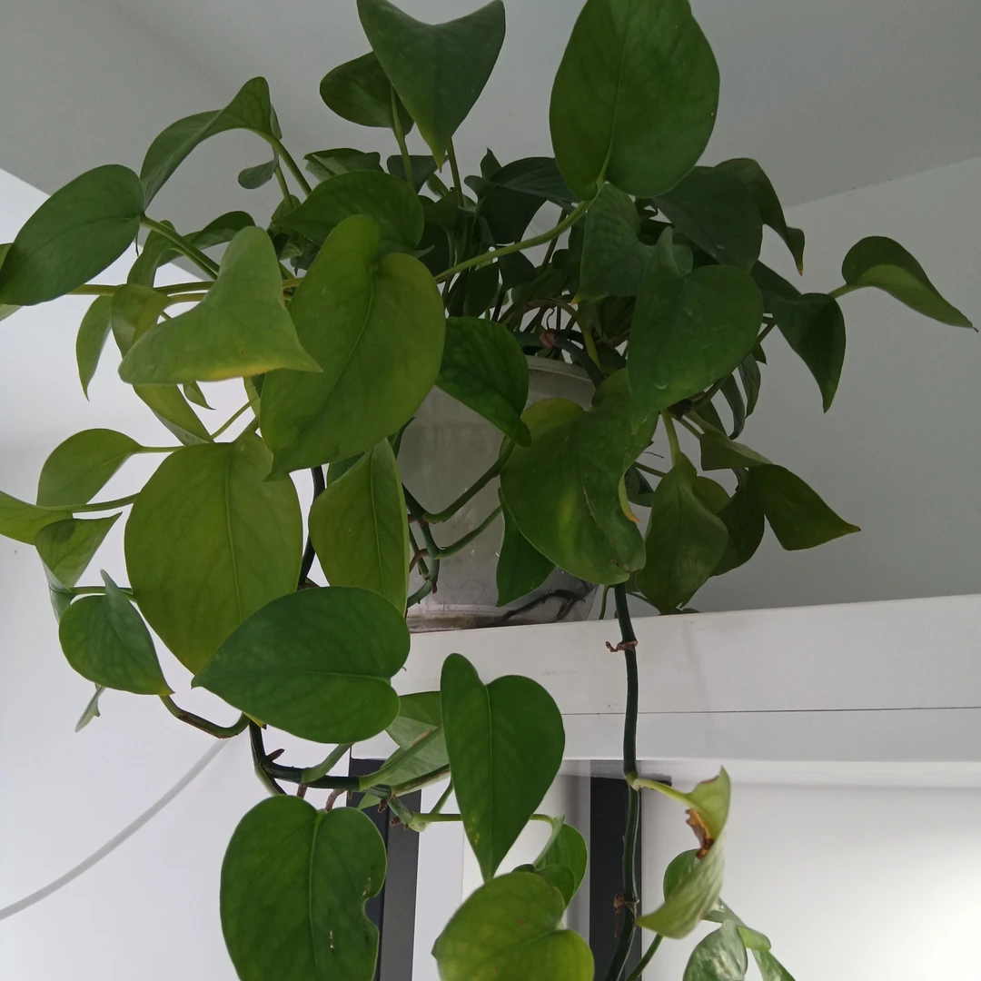 女鞋集合链接（直播间主播手里的鞋）