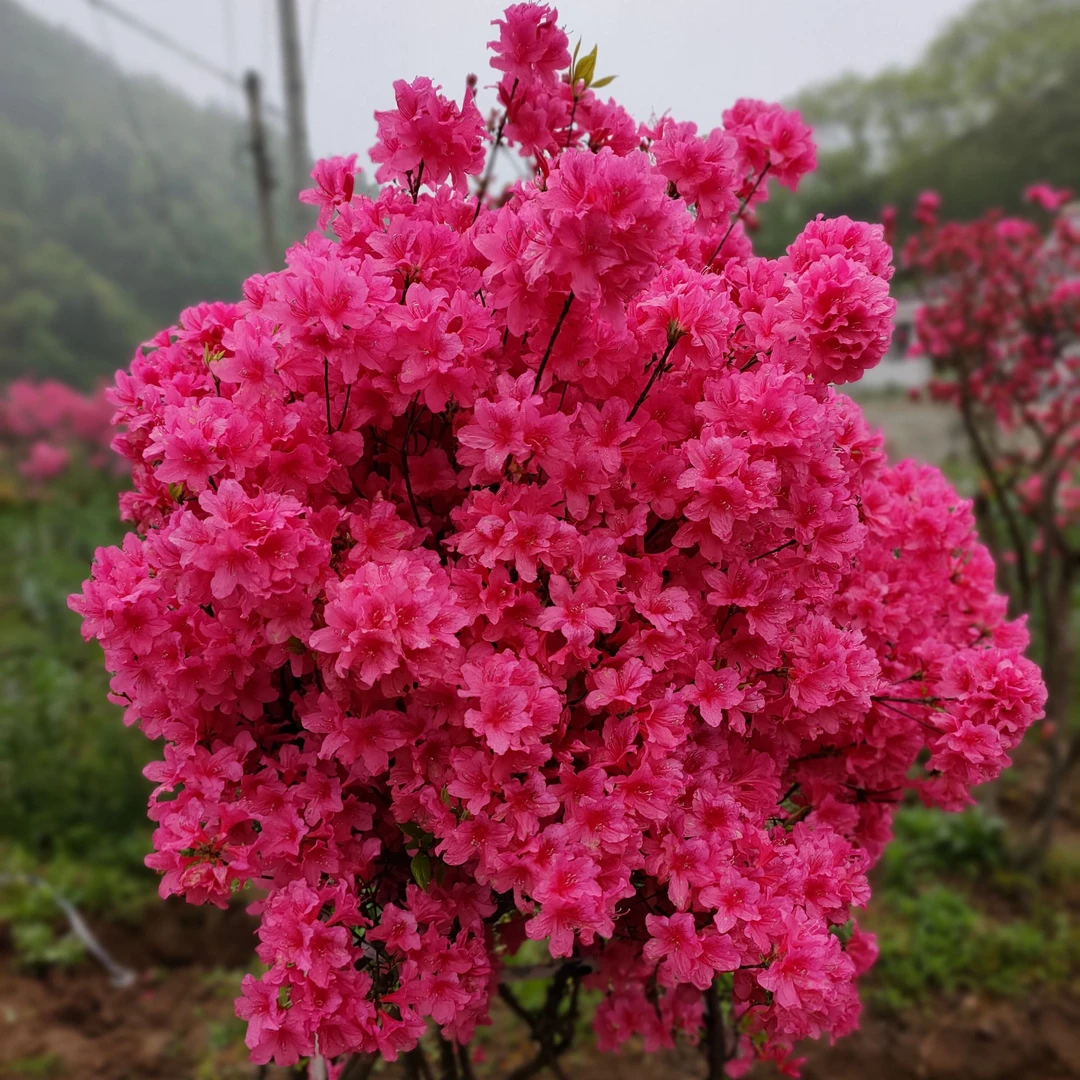 大别山映山红 基地直发