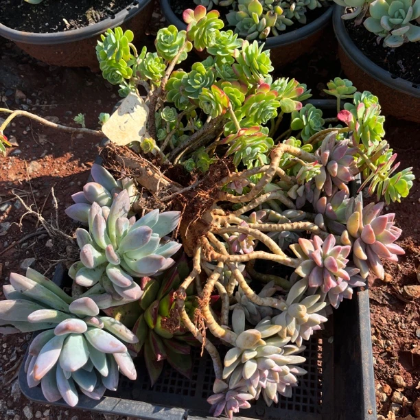 多肉任意盒一单包邮温度低到小黄车拍保温箱  无售后多肉植物