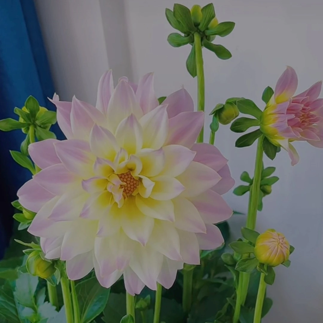 大丽花 云南鲜花 全店任意两单顺丰冷链包邮