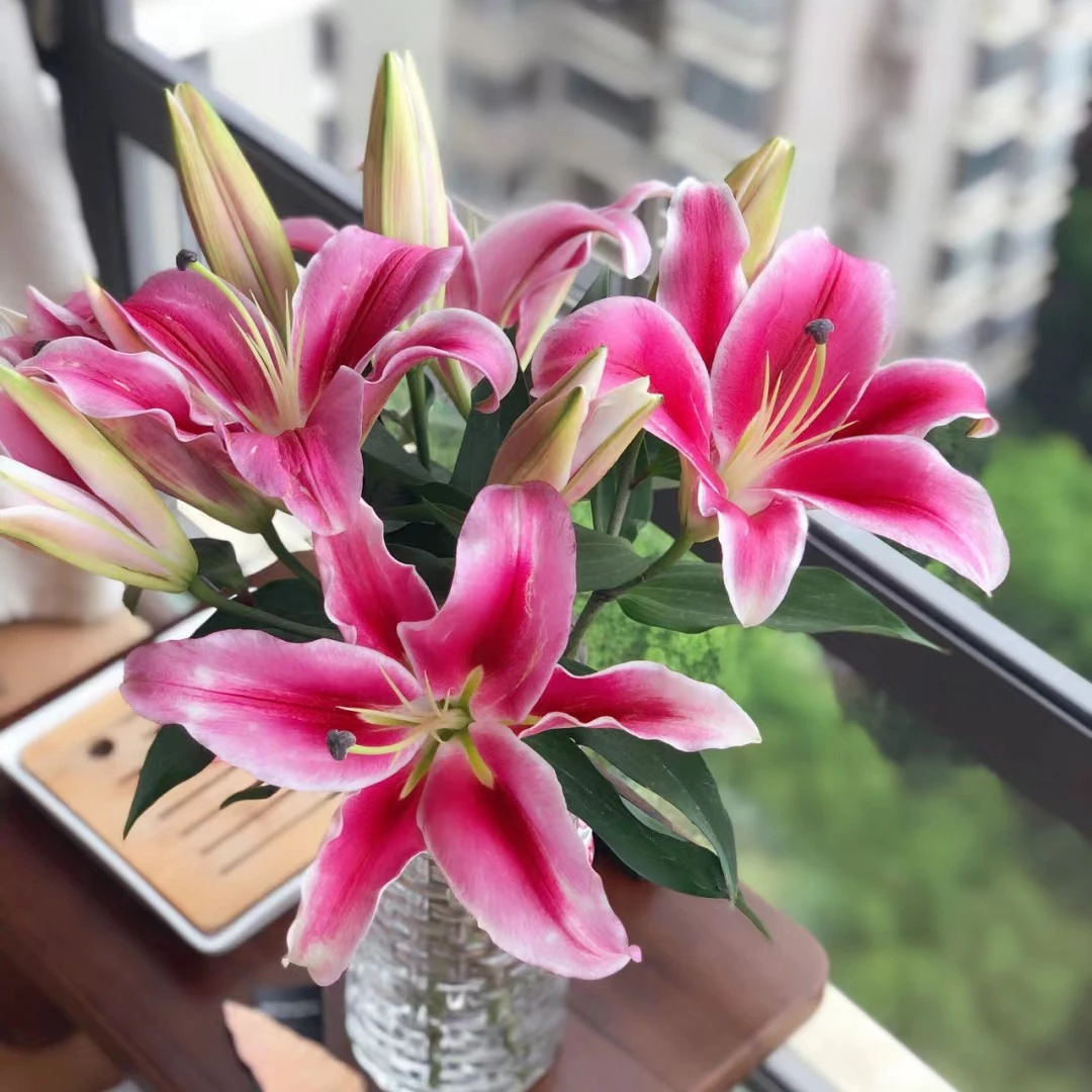 帕拉佐 香水百合 云南鲜花 全店任意2单顺丰包邮