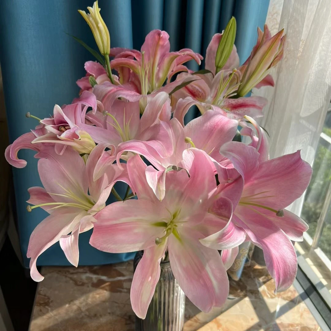 星光香水百合 云南鲜花 全店任意2单顺丰包邮