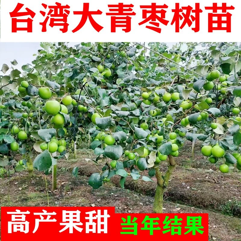 正宗大青枣苗苹果枣牛奶枣蜜丝枣嫁接苗盆栽地栽当年结果带土包邮