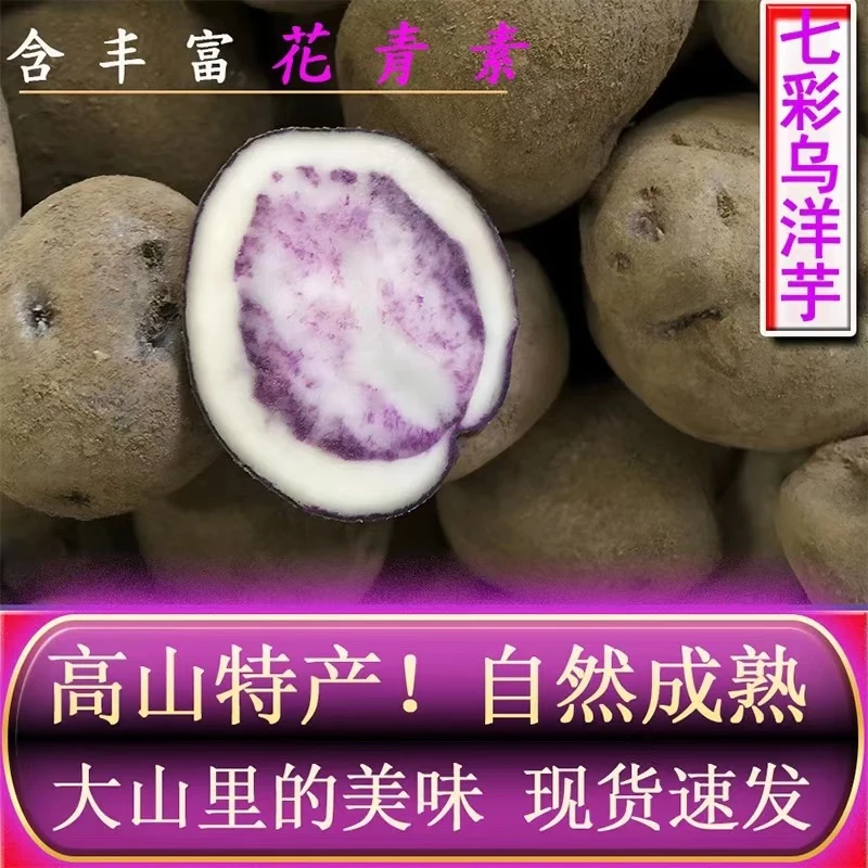 后生仔 云南高山七彩乌洋芋-1000g
