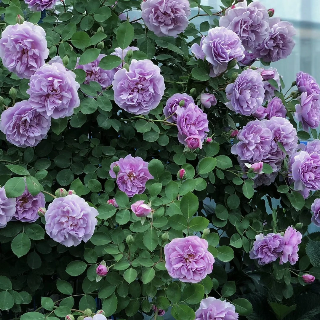 【蓝色阴雨】藤本月季 爬藤月季 大苗蔷薇四季开花阳台庭院藤本月季