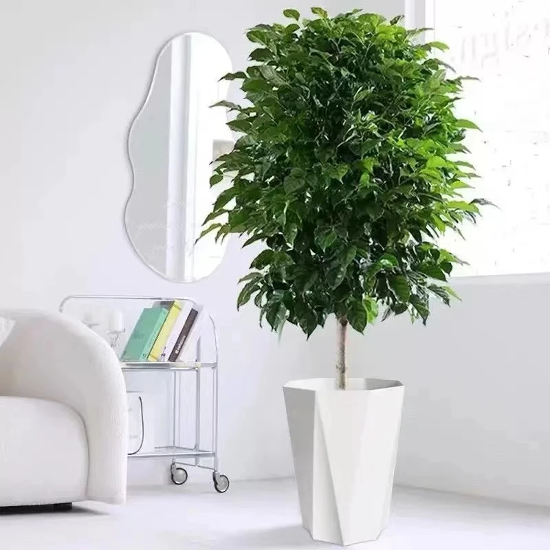 【一物一拍-送货上门】1.2-1.3米3A级网红绿植幸福树好养活星空南悦