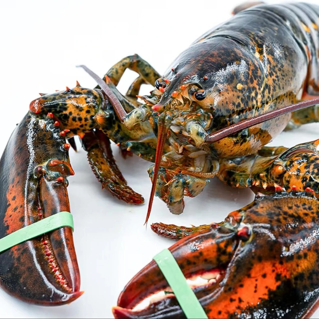 【鲜活发货 包活到家】加拿大波龙虾 海鲜 波龙 饱满 特大龙虾 顺丰