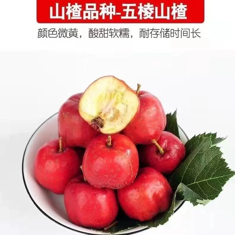 黑石汪沂蒙山新鲜山楂果大五棱山楂水果糖雪球冰糖葫芦原料批发