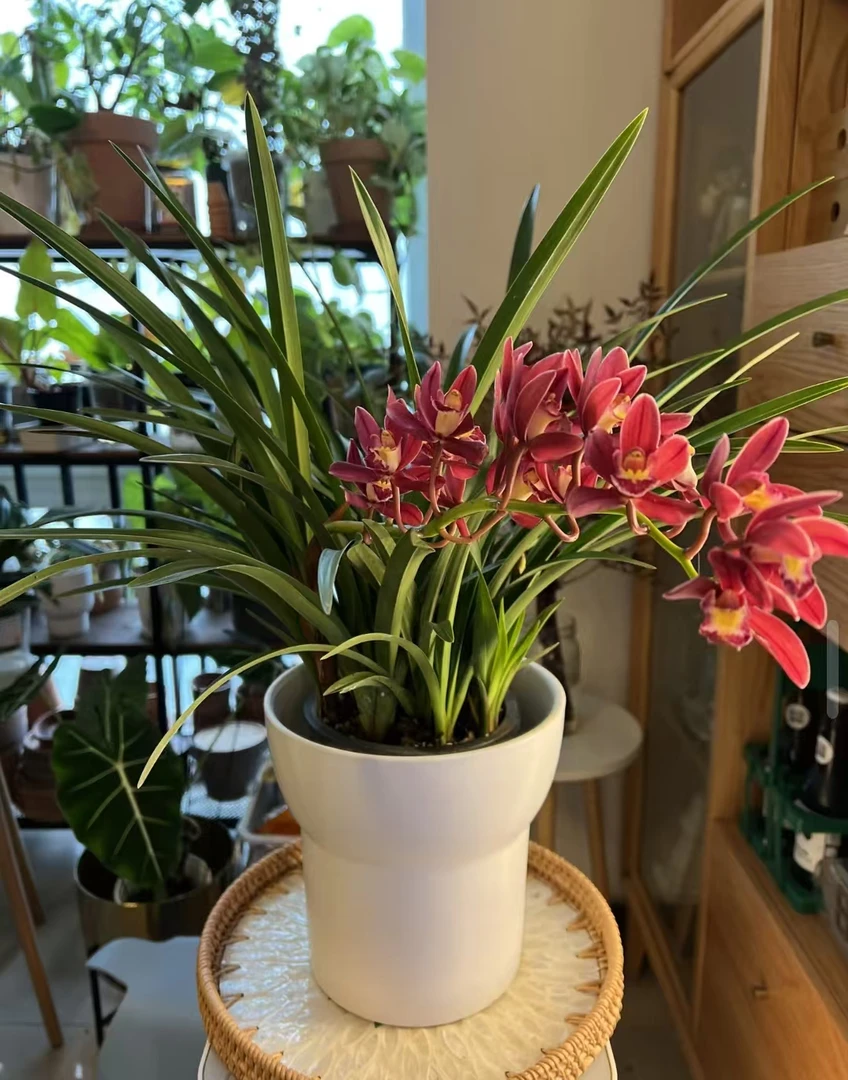 【大将军】大花惠兰年宵花带花剑发货  高档盆栽绿植花卉