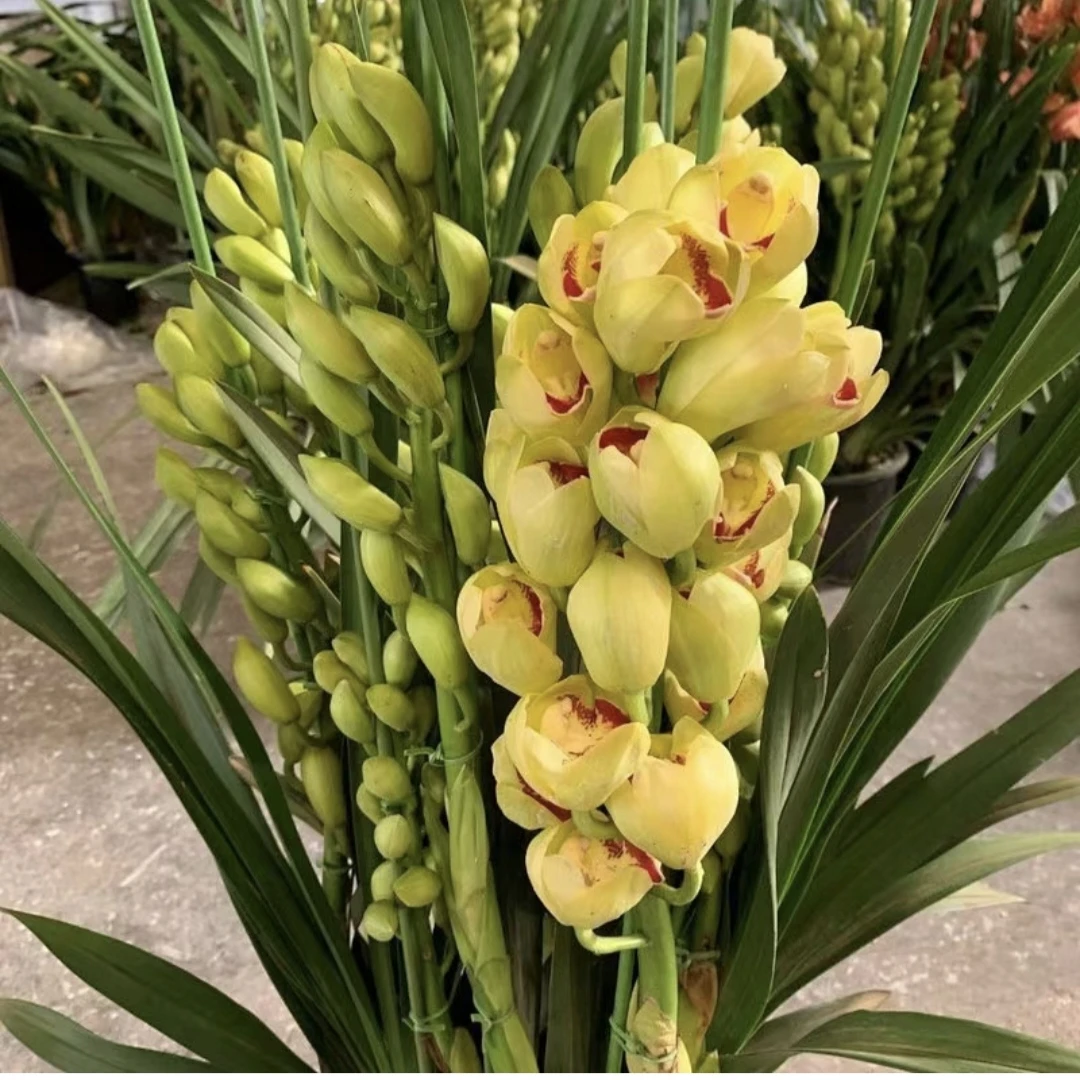 【A级蝶影】大花惠兰年宵花带花剑发货