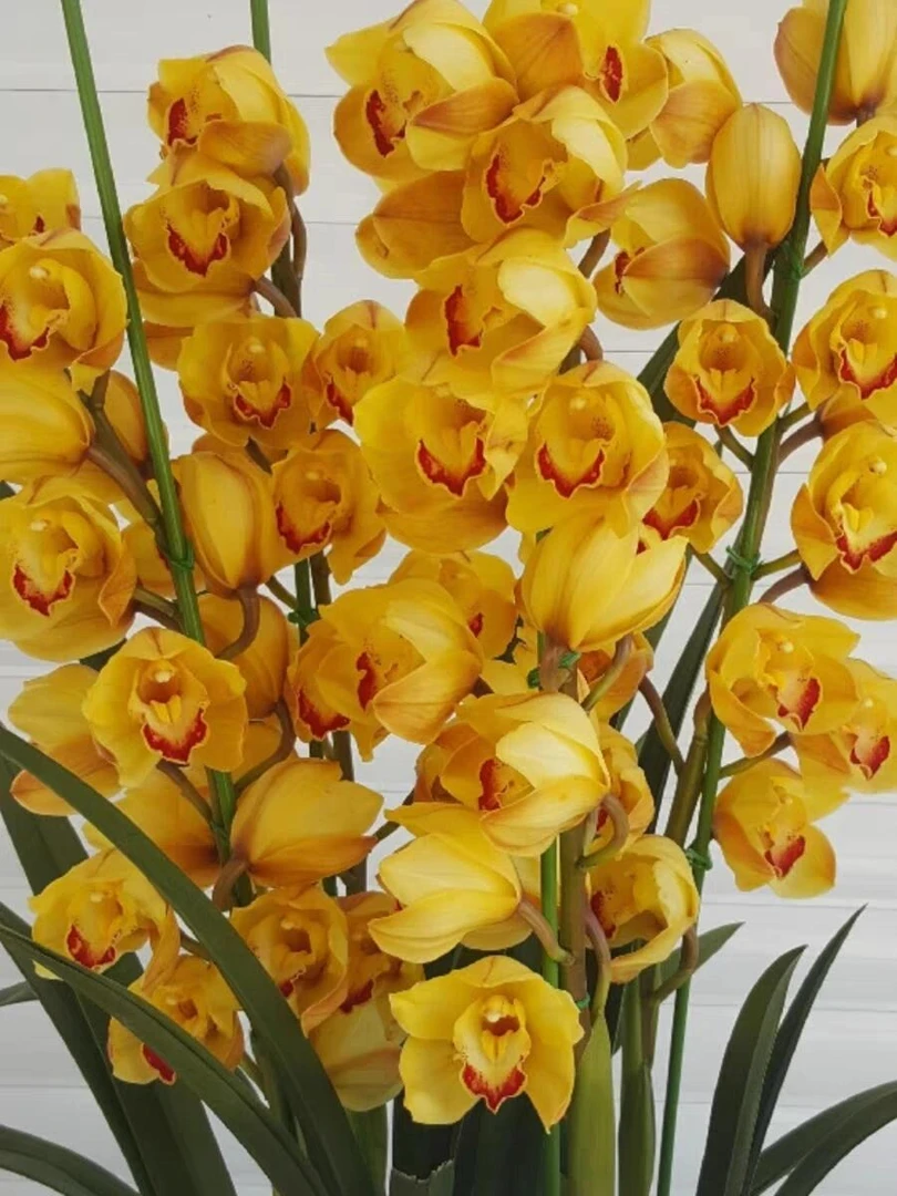 【特级黄金万两】大花惠兰年宵花带花剑发货