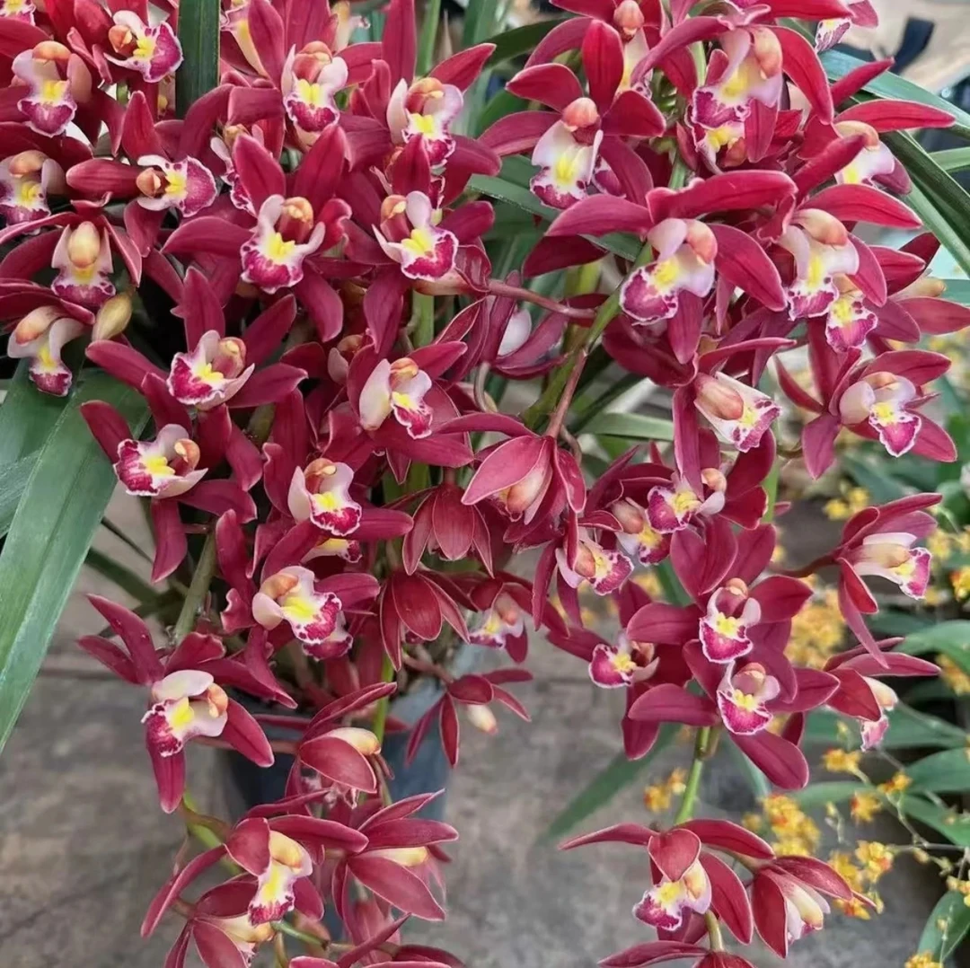 【红宝石】大花惠兰年宵花基地直发带花剑发货