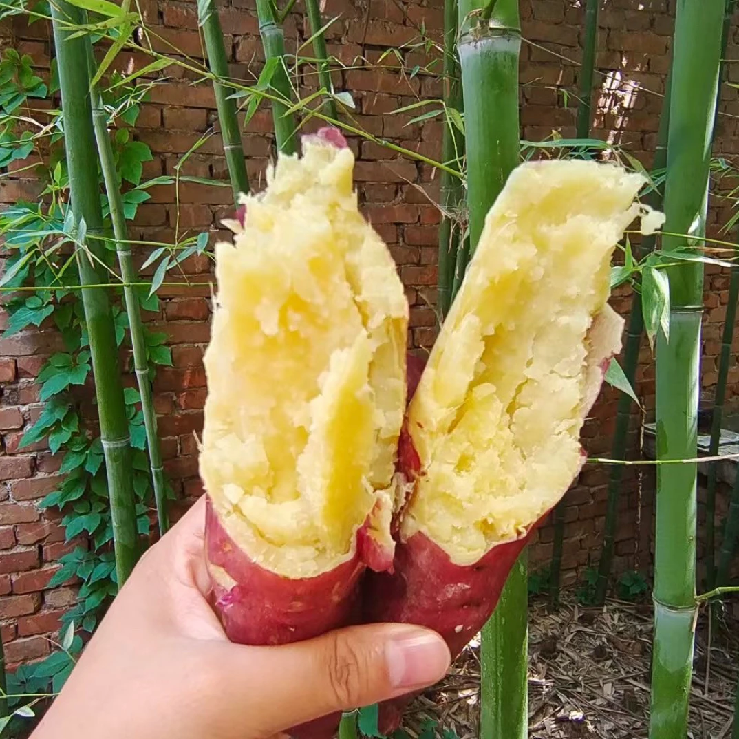 陕西临潼板栗红薯沙土地农家番薯5斤9斤包邮农产品新鲜食用