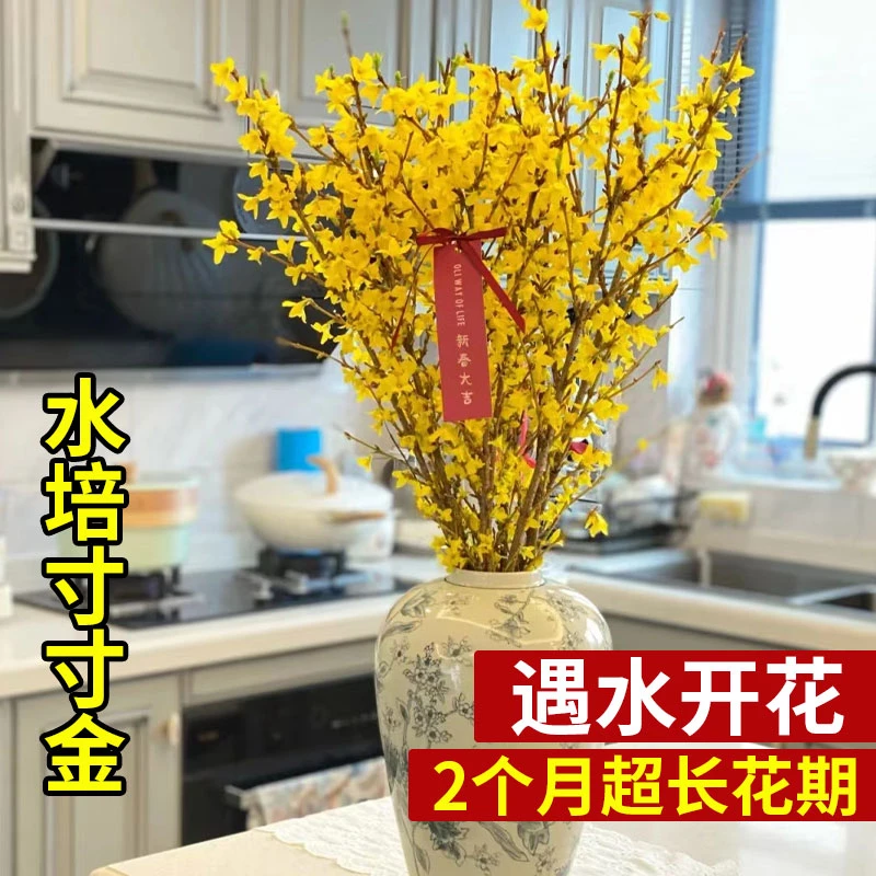 连翘寸寸金干枝泡水开花年宵花懒人绿植花卉水培鲜切干支