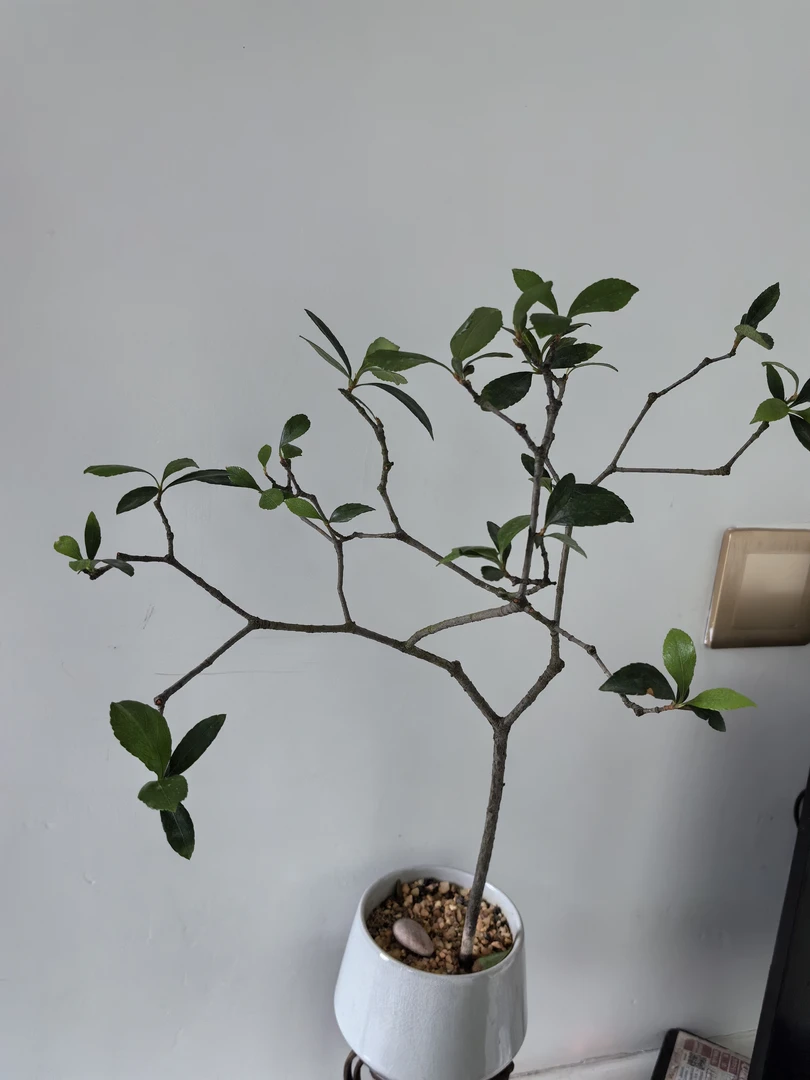 春花，栀子花，补差