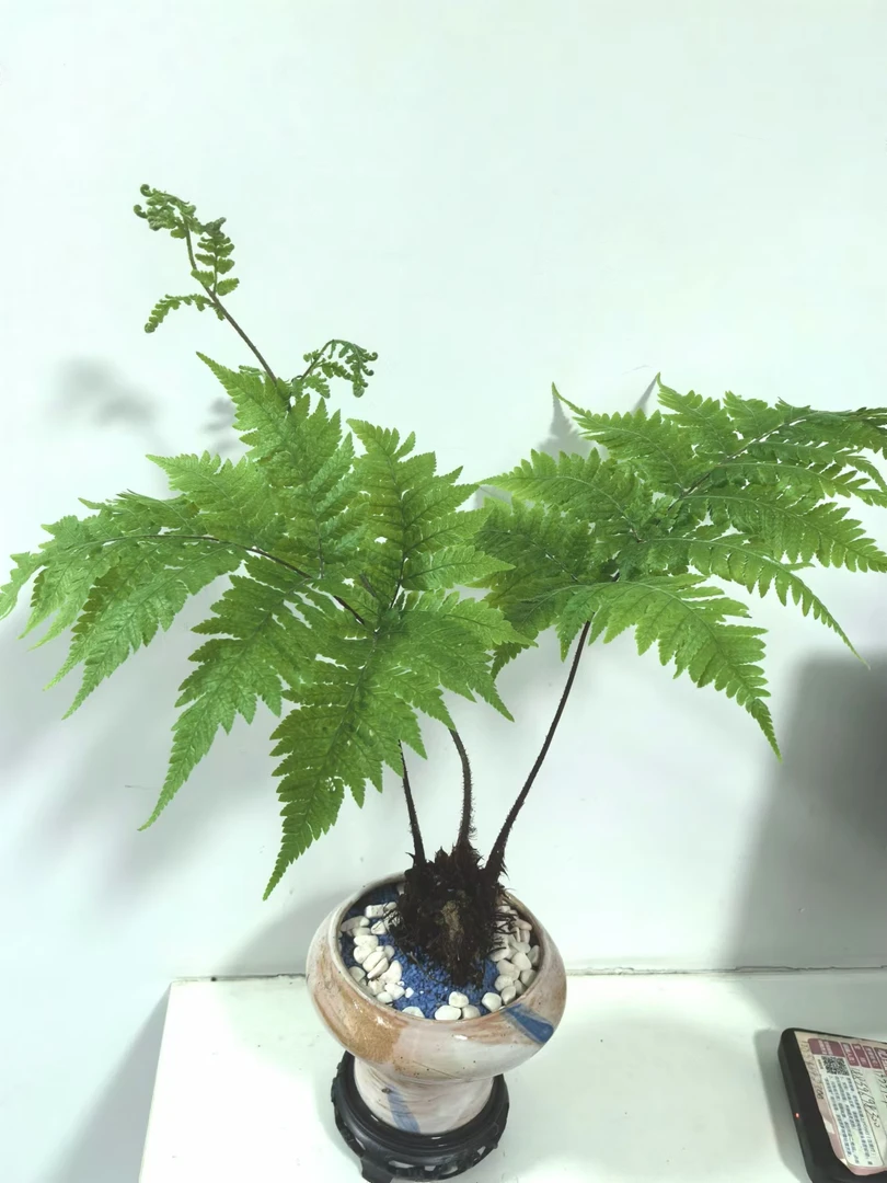 虹磷蕨水培植物中式风玄关禅意盆景