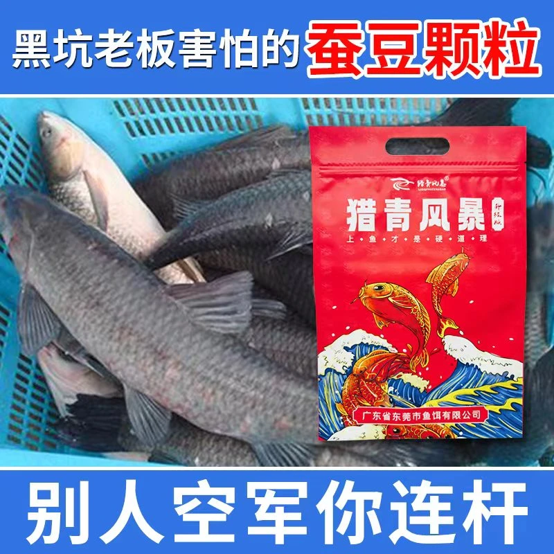 夏季黑坑最强饵料青鱼蚕豆颗粒窝料黑坑专用挂钩皮筋青鱼颗粒饵料