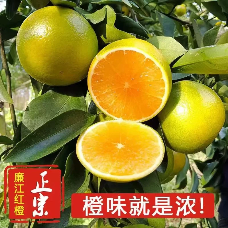 【次日达】廉江橙新鲜当季水果现剥薄皮橙子包邮到家官方补贴