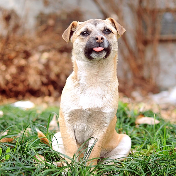 中牧犬四联犬用狗用养殖常备养狗常用保健品常备用品Y