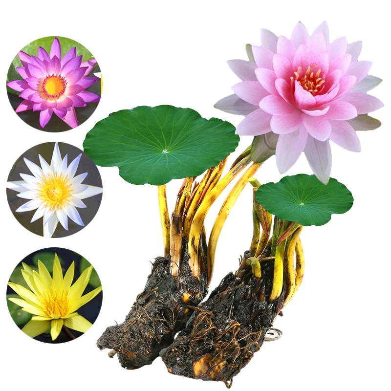 睡莲水培植物四季水养水莲花苗耐寒大睡莲根块荷花睡莲多年生盆栽