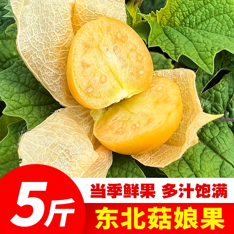菇娘果 精品灯笼果 东北新鲜水果香甜多汁菇茑应季新鲜