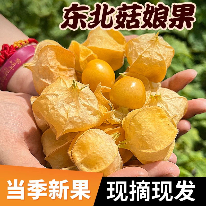 菇娘果 东北新鲜水果灯笼果香甜多汁菇茑应季新鲜