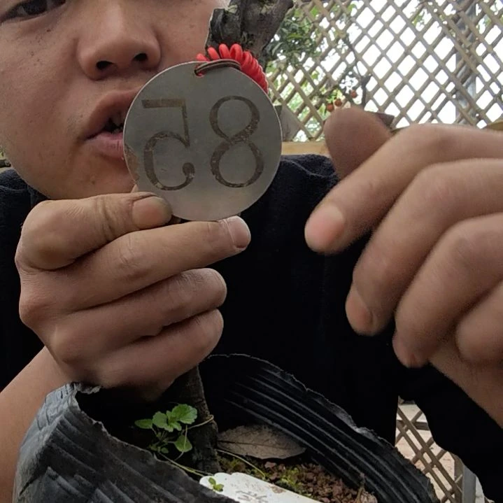 【闪购商品】雄*金弹子老鸭是这样的亲