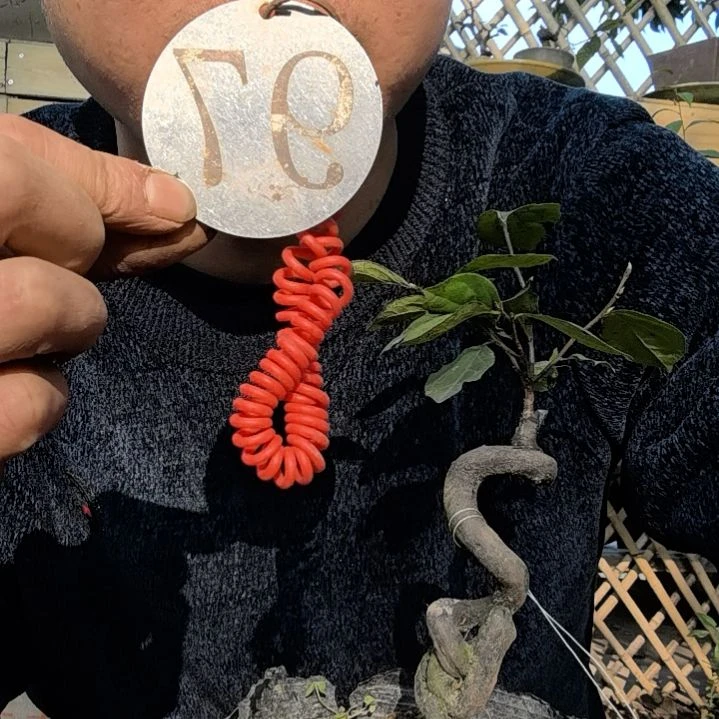 【闪购商品】中*?金弹子