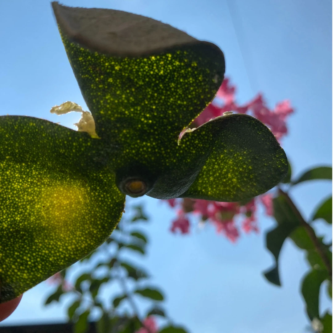 正宗重庆万州古树陈皮原料 自然晾晒(2025）小青皮