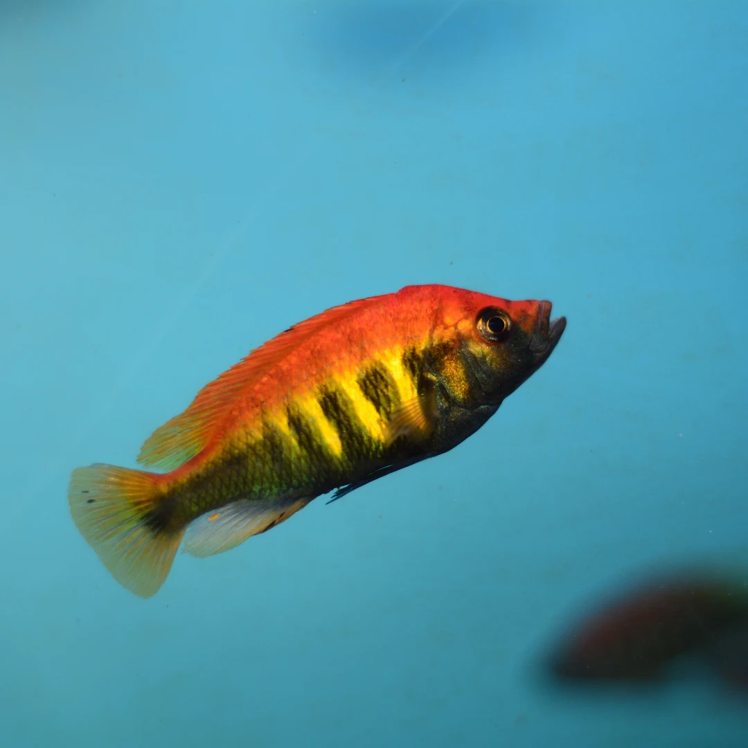 三湖慈鲷维鲷热带鱼尼雷尔斑马观赏鱼活体养殖袋内包损钻石