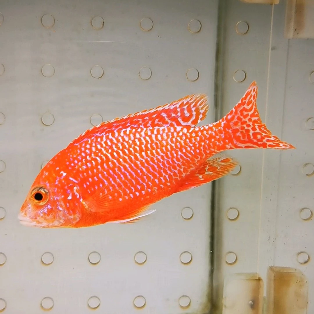 三湖慈鲷热带鱼火焰红孔雀类马鲷观赏鱼提纯吉罗鱼