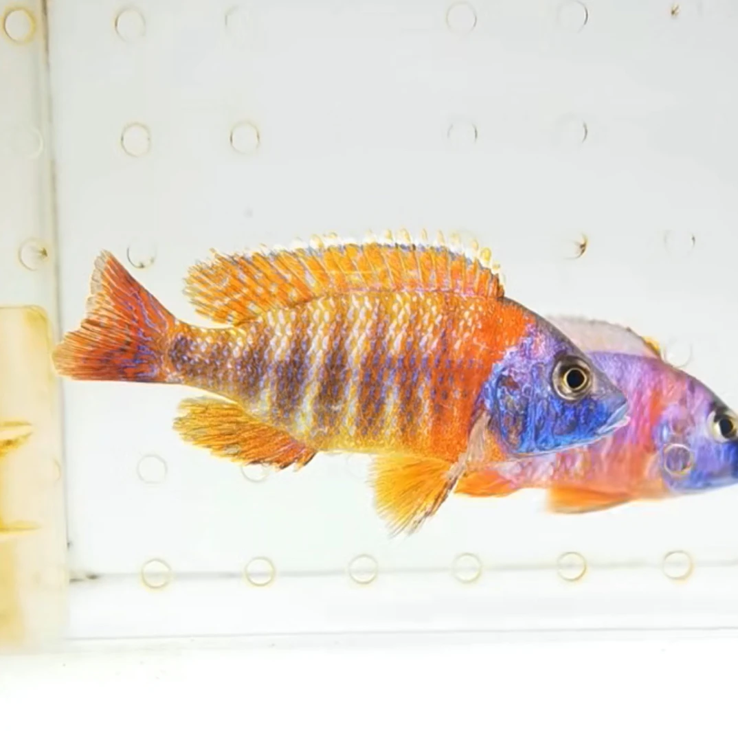 三湖慈鲷 热带鱼 超级红孔雀  活体养殖 观赏鱼  活体养殖