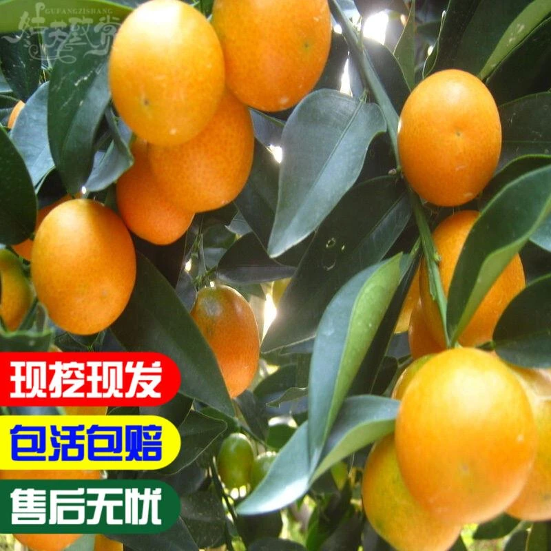 脆皮桔苗嫁接滑皮金桔苗盆栽地栽金钱桔苗金桔橘子树苗当年结果