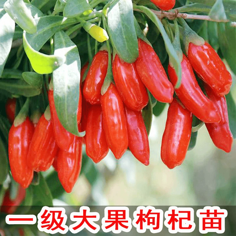 可食用大果枸杞苗盆栽地栽大叶红黑枸杞苗南方北方种植庭院果树苗