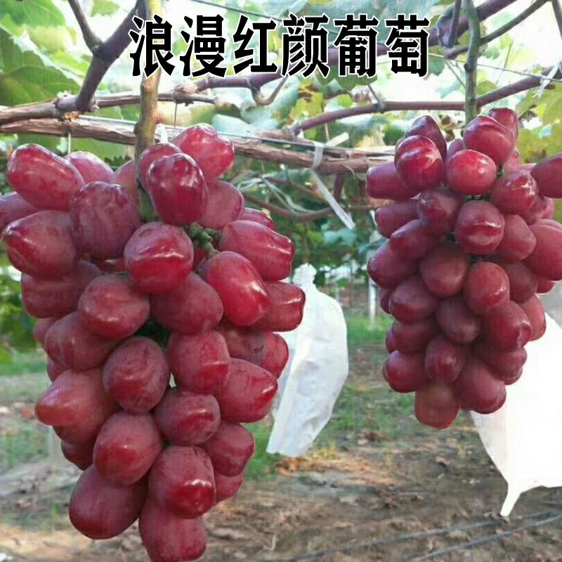 新品种葡萄树苗爬藤南方北方种植浪漫红颜红提红乳葡萄苗当年结果