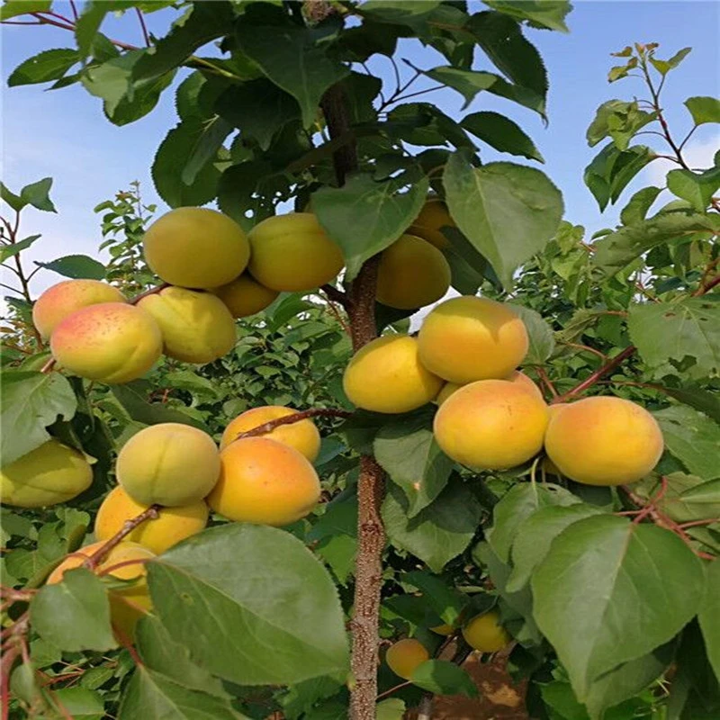 嫁接杏树果苗甜杏苗特大巨蜜王杏子苗果树苗当年结果南方北方种植