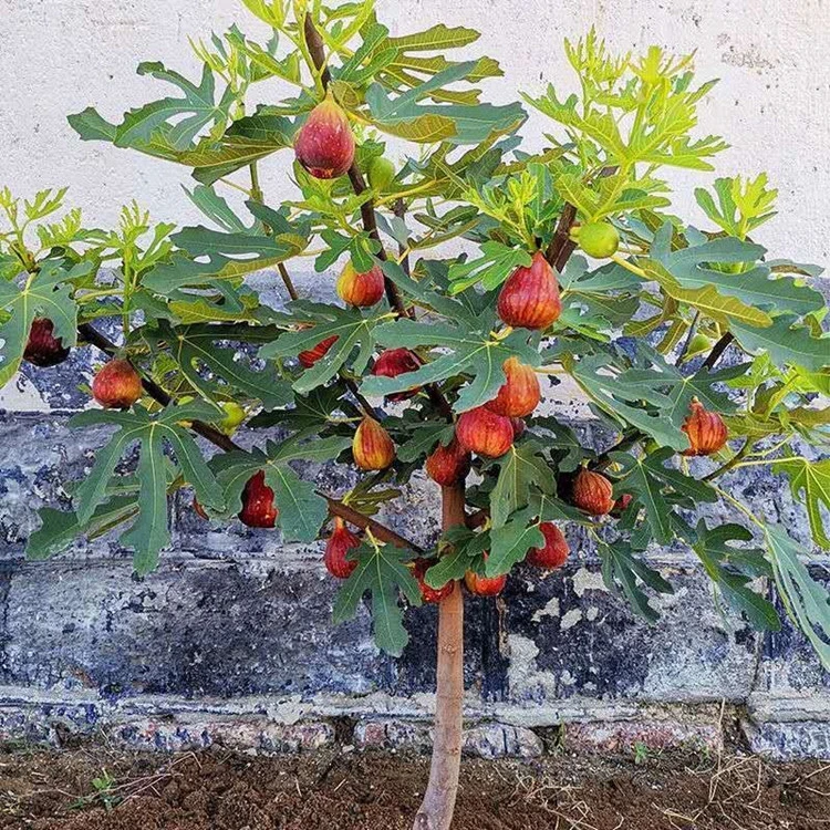 无花果树果苗盆栽带果带土特大无花果苗当年结果斯特拉无花果树苗