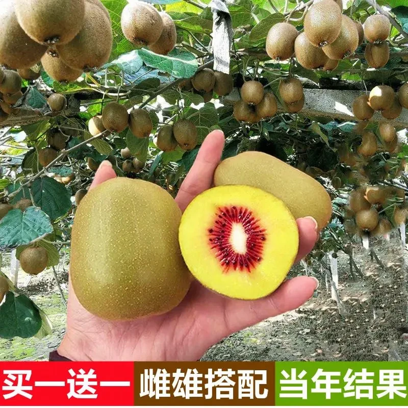 红心猕猴桃苗盆栽四季南北方种爬藤果树软枣猕猴桃树果苗当年结果