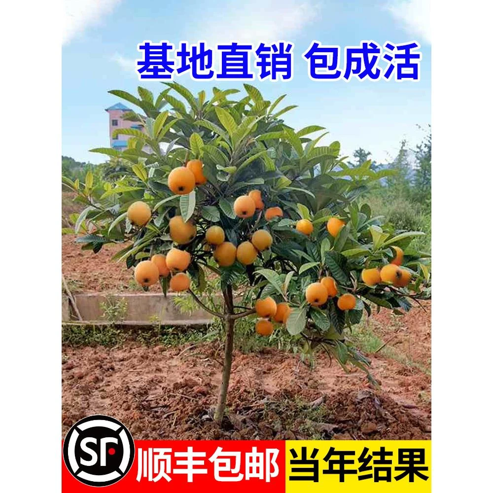 枇杷苗树大五星盆栽地栽特大南北方种植嫁接白沙枇杷树苗当年结果