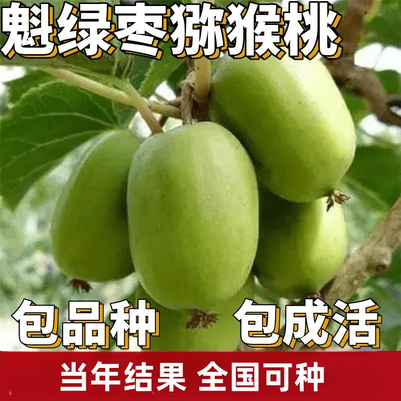 魁绿软枣猕猴桃苗南北方庭院地栽爬藤果树果苗盆栽嫁接当年结果