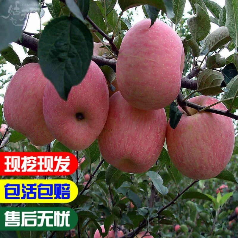 烟台红富士苹果苗南方北方种植地栽烟富8号神富一号10号0苹果树苗