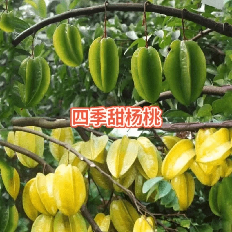 嫁接四季纯甜杨桃苗南方果树庭院地栽盆栽当年结果树苗带土球发货