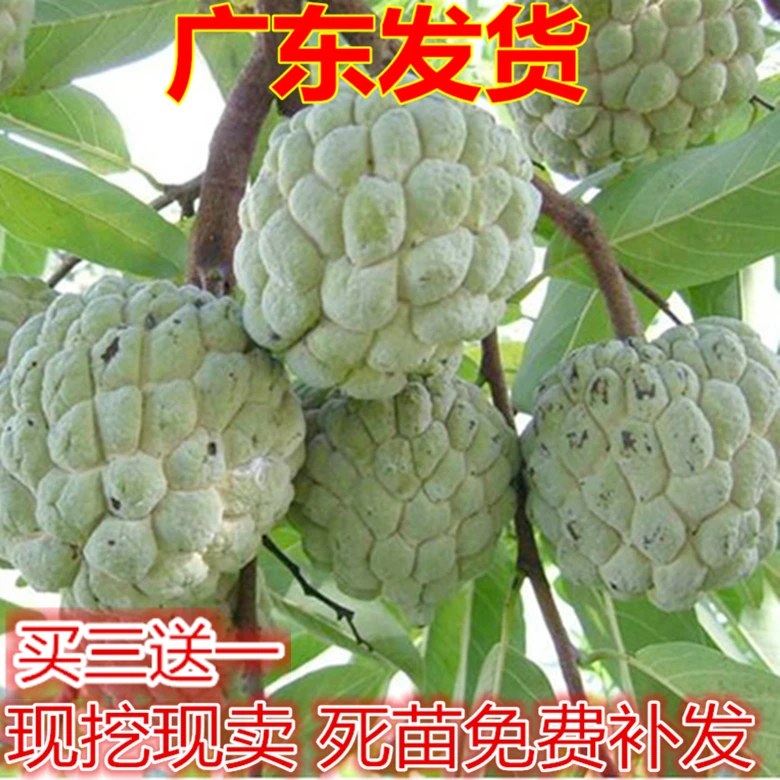 佛陀果番荔枝苗释迦果苗番荔枝树苗佛头果凤梨释迦果裸根带土新品