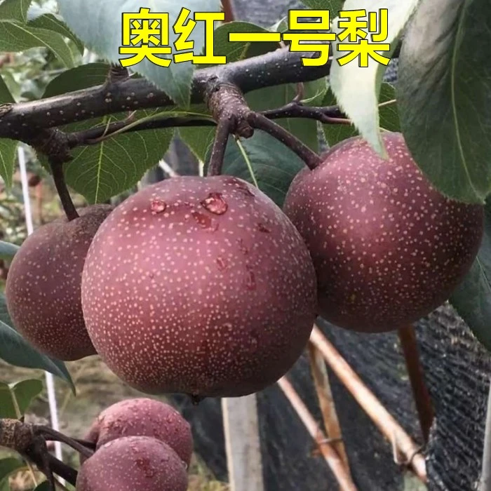 新品种早酥红梨树苗奥红一号全红梨苗果树苗南方北方种植当年结果